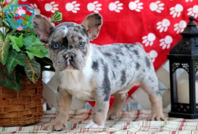 Merle French Bulldog puppy standing alert on a plaid cloth, with a wicker basket of greenery on one side and a decorative black lantern on the other, set against a red-pawed print backdrop. image
