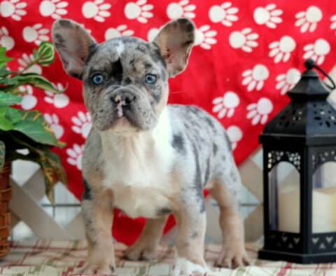 Curious merle French Bulldog puppy standing tall with ears perked, framed by a red paw-print backdrop, a leafy potty plant, and a black lantern.
