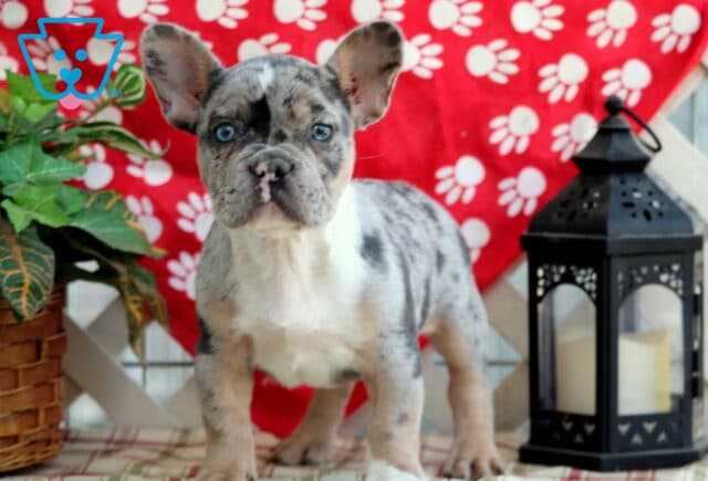 Curious merle French Bulldog puppy standing tall with ears perked, framed by a red paw-print backdrop, a leafy potty plant, and a black lantern. image