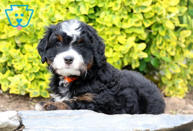 Domino Mini Bernedoodle image