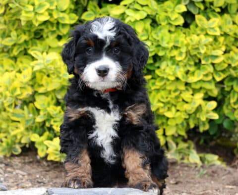 Domino Mini Bernedoodle2