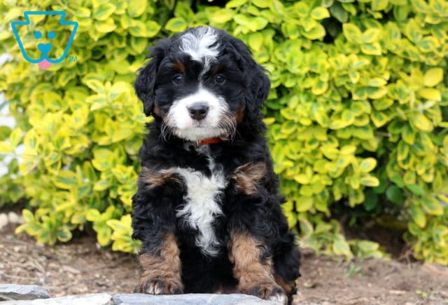 Domino Mini Bernedoodle2 image