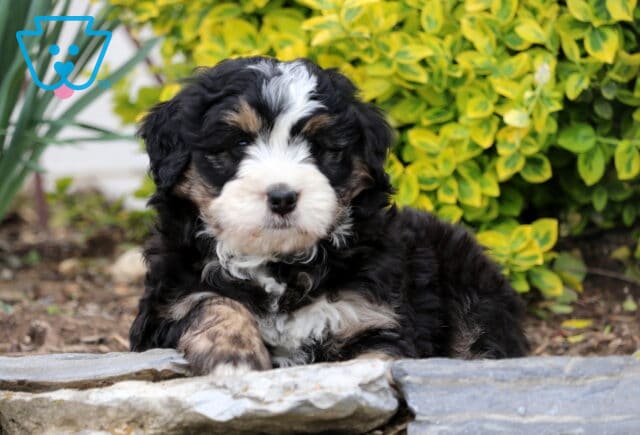 Dori Mini Bernedoodle image