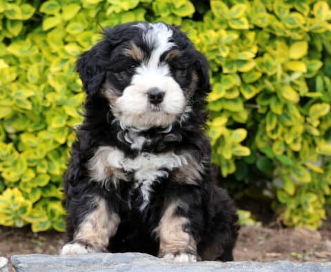 Dori Mini Bernedoodle2