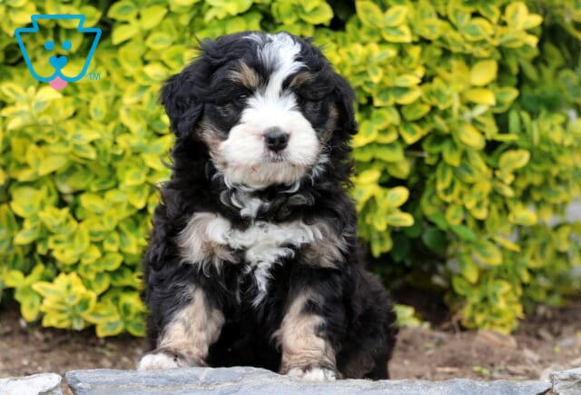 Dori Mini Bernedoodle2 image