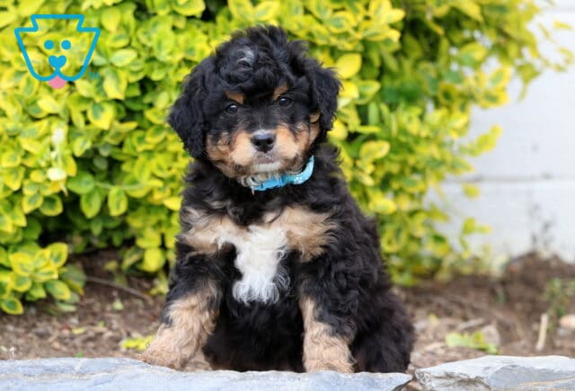 Dugger Mini Bernedoodle image