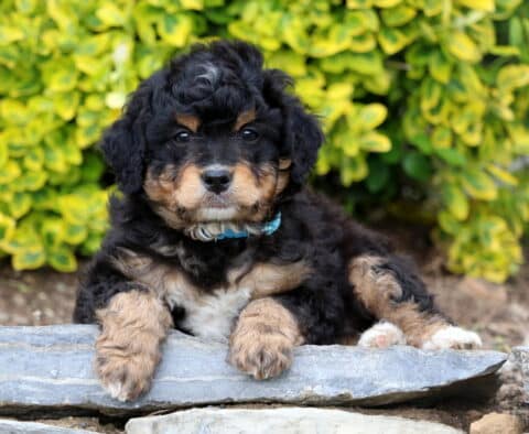Dugger Mini Bernedoodle2