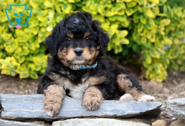Dugger Mini Bernedoodle2 image