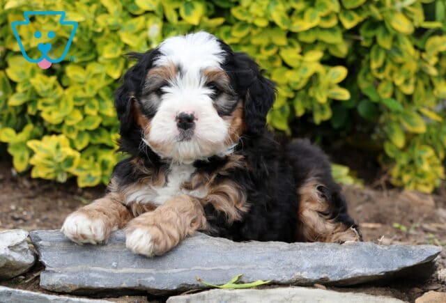 Duke Mini Bernedoodle image