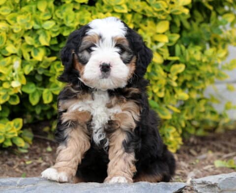 Duke Mini Bernedoodle2