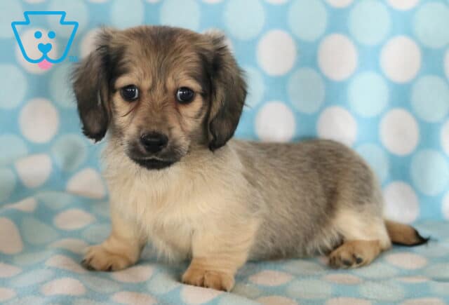 Dunkin Mini Dachshund image