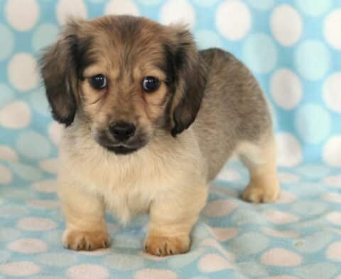 Dunkin Mini Dachshund2