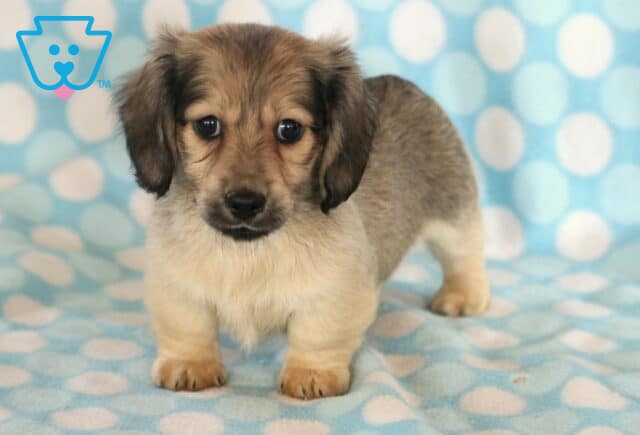 Dunkin Mini Dachshund2 image