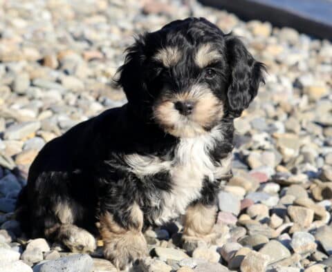 Farrah Cockapoo