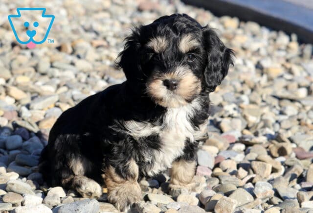 Farrah Cockapoo image