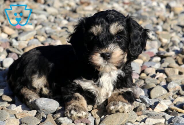Farrah Cockapoo2 image