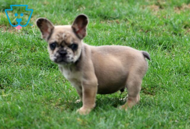 Flash Frenchie2 image