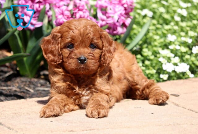Gabby Cavapoo image
