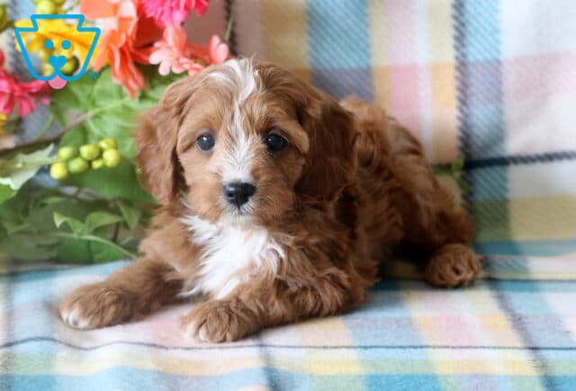 Sweet Cavapoo puppy with wavy caramel and white fur lying on a soft plaid blanket, surrounded by vibrant artificial flowers and greenery. image