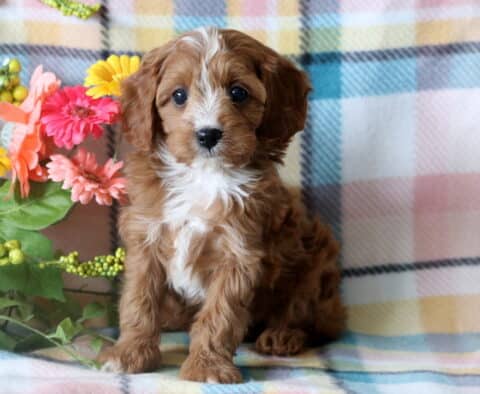 Curly-haired Cavapoo puppy sitting upright on a cozy plaid blanket, framed by a cheerful arrangement of colorful flowers.