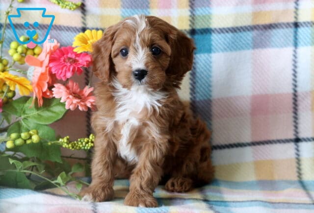 Curly-haired Cavapoo puppy sitting upright on a cozy plaid blanket, framed by a cheerful arrangement of colorful flowers. image