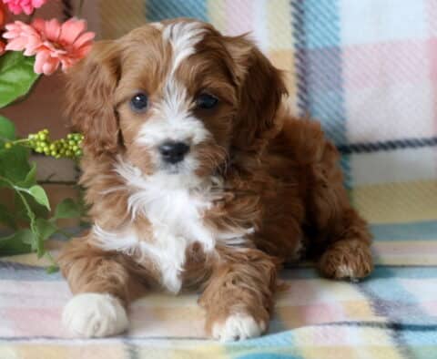 Cute Cavapoo puppy lying down on a pastel plaid blanket, with fluffy reddish-brown and white fur and bright, expressive eyes, beside a bunch of vivid flowers.
