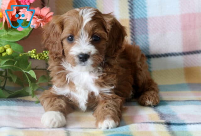 Cute Cavapoo puppy lying down on a pastel plaid blanket, with fluffy reddish-brown and white fur and bright, expressive eyes, beside a bunch of vivid flowers. image