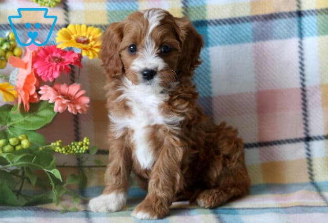 Bright-eyed Cavapoo puppy sitting proudly on a soft plaid blanket, with curly fur and a splash of white on the chest, surrounded by colorful flowers and green leaves. image