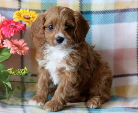 Sweet-faced Cavapoo puppy sitting calmly on a pastel plaid blanket, framed by a colorful bunch of flowers with soft lighting highlighting its wavy fur.