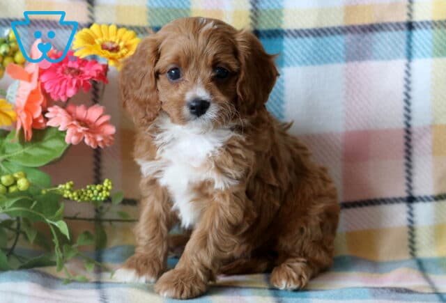 Sweet-faced Cavapoo puppy sitting calmly on a pastel plaid blanket, framed by a colorful bunch of flowers with soft lighting highlighting its wavy fur. image