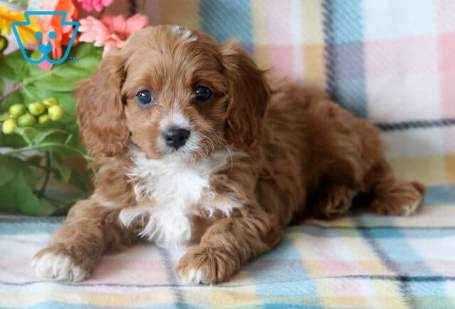 Precious Cavapoo puppy laying down with paws outstretched on a soft plaid blanket, with bright eyes and fluffy caramel and white fur, surrounded by floral accents. image