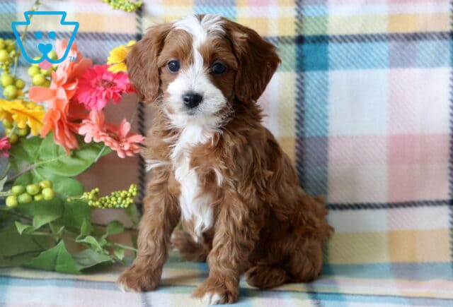 Adorable red and white Cavapoo puppy sitting on a plaid blanket, with colorful flowers and greenery arranged bside it. image