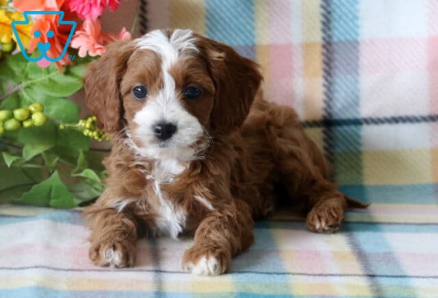Charming Cavapoo puppy laying on a pastel plaid blanket, with soft red and white fur and bright eyes, surrounded by floral decorations. image