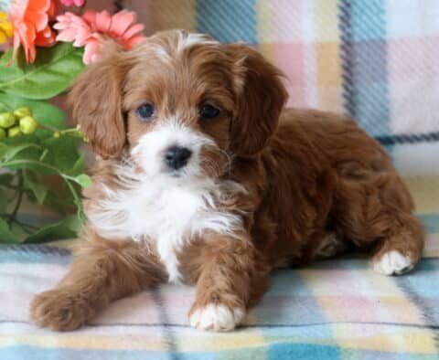 Playful Cavapoo puppy resting on a pastel plaid blanket, with soft reddish-brown and white fur and a curious, gentle gaze, framed by colorful artificial flowers.