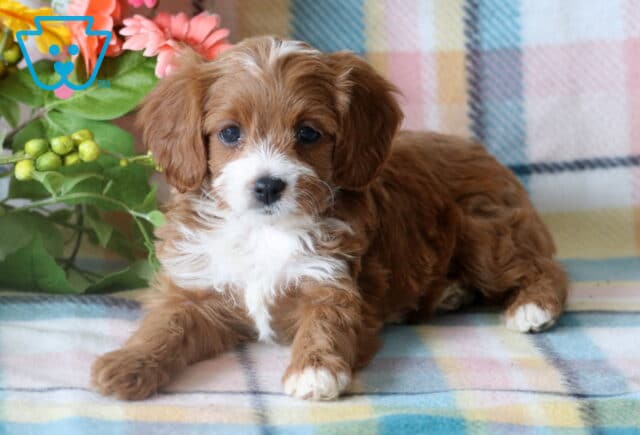 Playful Cavapoo puppy resting on a pastel plaid blanket, with soft reddish-brown and white fur and a curious, gentle gaze, framed by colorful artificial flowers. image