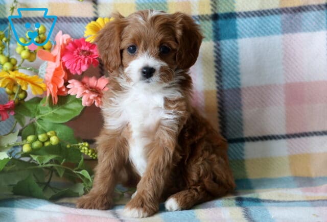 Alert Cavapoo puppy sitting up tall against a plaid blanket backdrop, surrounded by a cheerful arrangement of artificial flowers and greenery. image