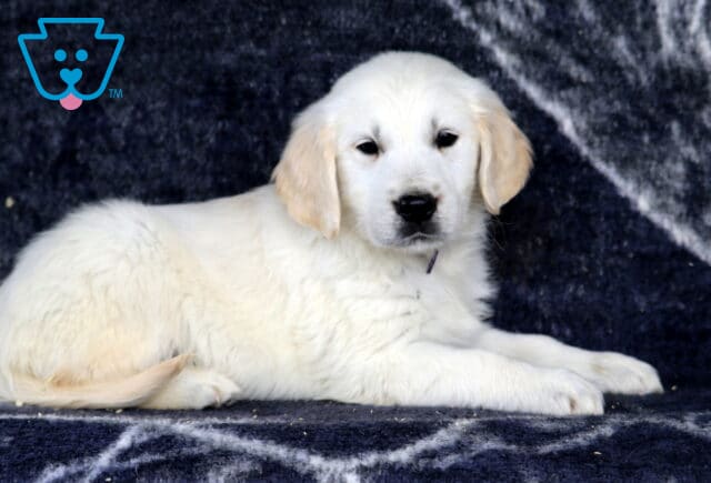 Harley Golden image