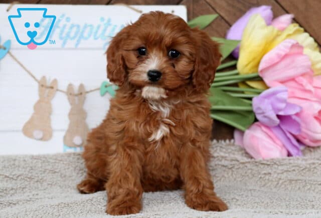 Harmony Cavapoo image