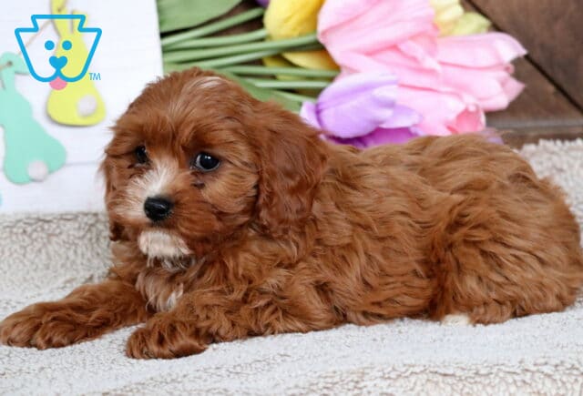 Harmony Cavapoo2 image