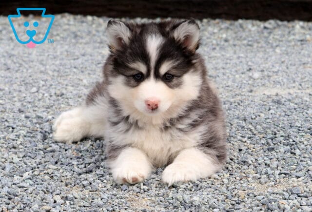 Jace Pomsky image