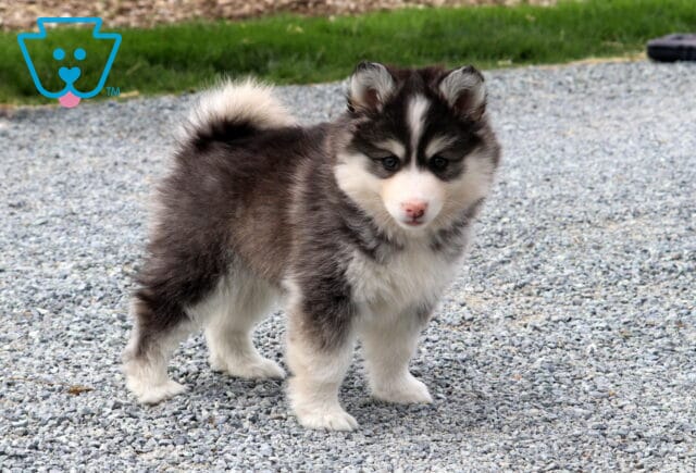 Jace Pomsky2 image