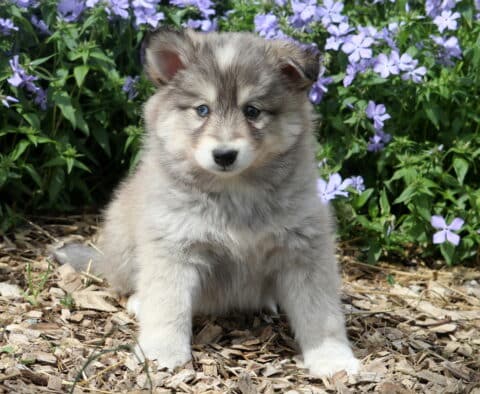 Jack Pomsky