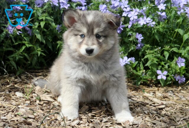 Jack Pomsky image