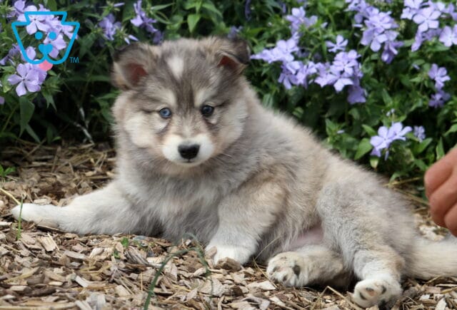 Jack Pomsky2 image