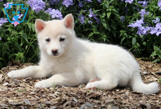 Jayla Pomsky image