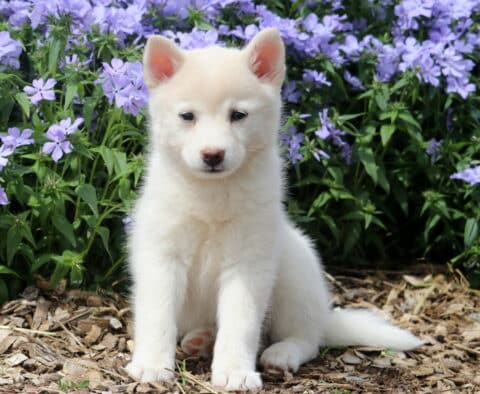 Jayla Pomsky2
