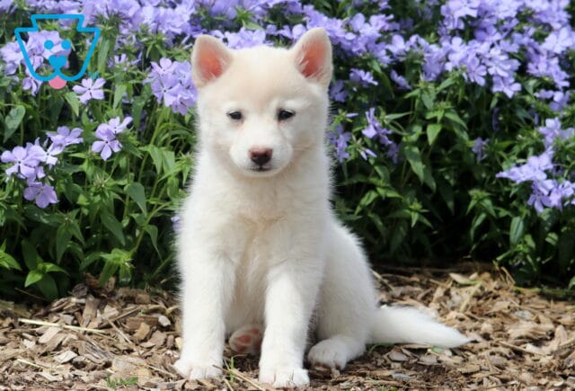 Jayla Pomsky2 image