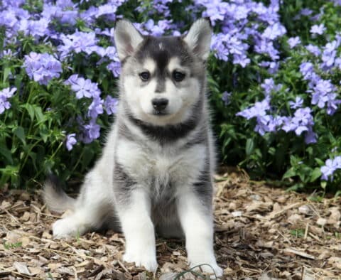 Jojo Pomsky