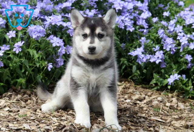 Jojo Pomsky image