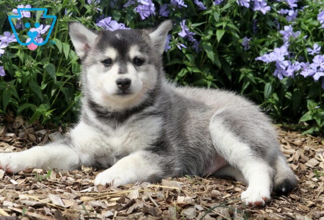 Jojo Pomsky2 image